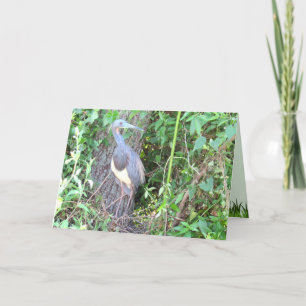 Tri-Colour Heron Building a Nest Card