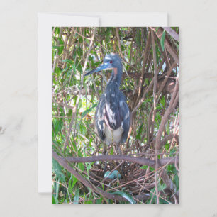Tri-Colour Heron on Nest with Eggs Flat Card