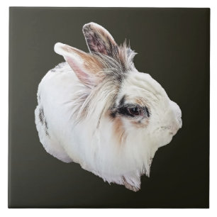 Tri-Colour Lionhead Rabbit Ceramic Tile