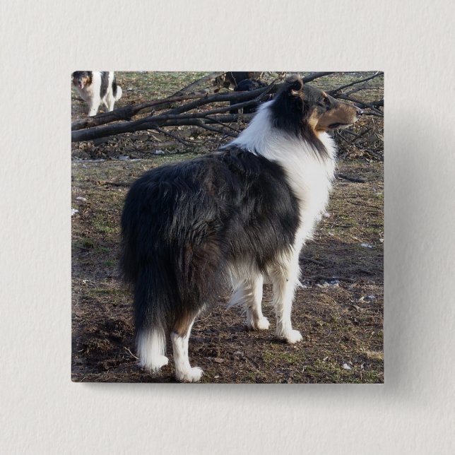 Tri-colour Rough Collie 15 Cm Square Badge (Front)