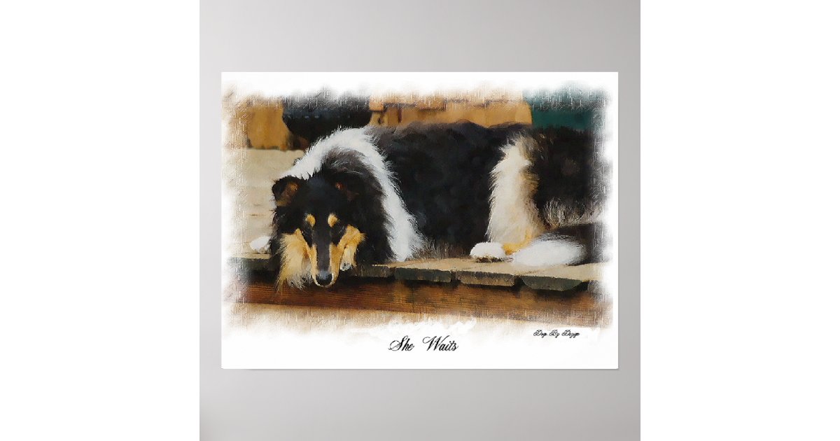 Tri Colour Rough Collie Gifts Art Poster | Zazzle