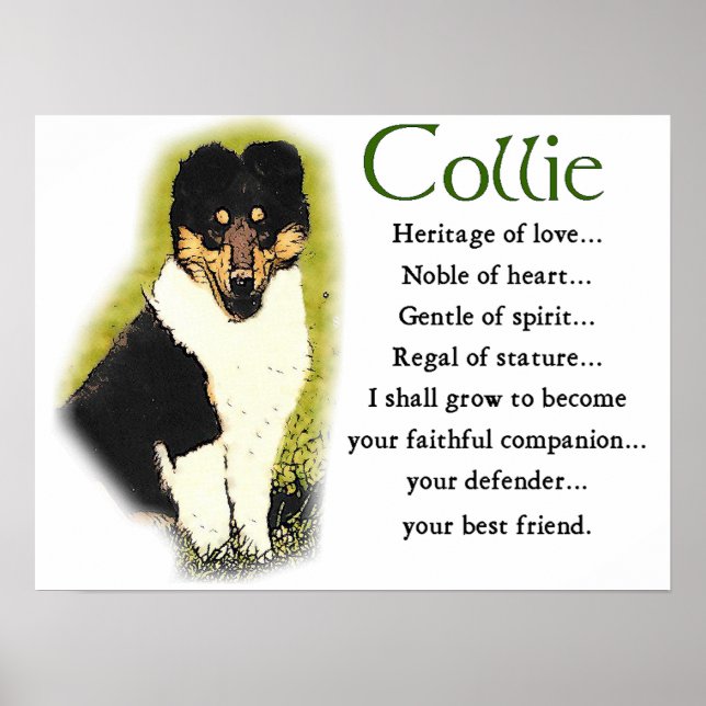 Tri Colour Rough Collie Gifts Poster (Front)