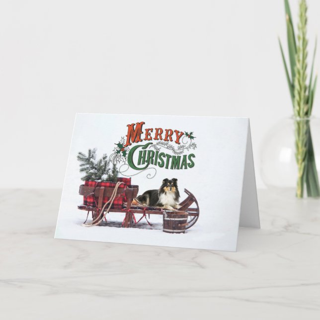 Tri Colour Sheltie Christmas Card (Front)