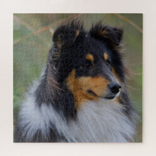 Tri-Colour Sheltie (Shetland Sheepdog) Jigsaw Puzzle