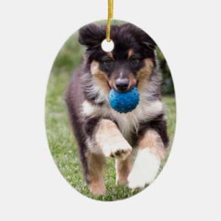 Tri Coloured Australian Shepherd Pup Ceramic Ornament