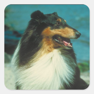 Tri-Coloured Collie Rough Coat Square Sticker