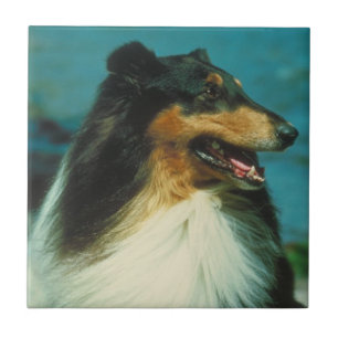 Tri-Coloured Collie Tile