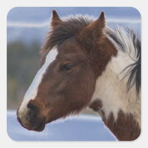 Tri-Coloured Horse