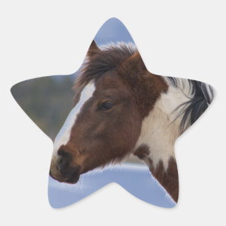 Tri-Coloured Horse Star Sticker