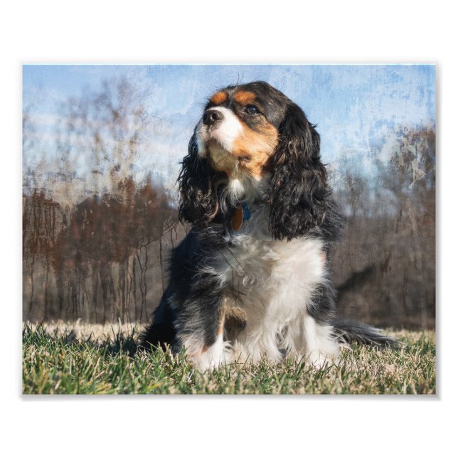 Tri Coloured King Charles Cavalier Dog Photo Print (Front)