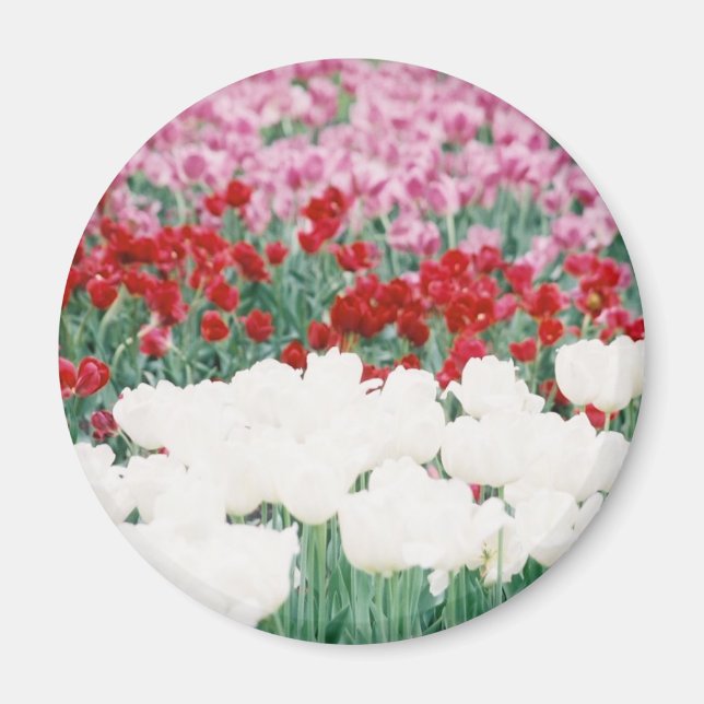 Tri coloured magnet (Front)