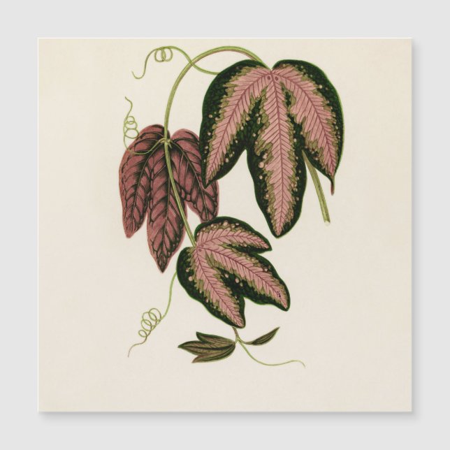 Tri-coloured Passion Vine (Passiflora Trifasciata) (Front)