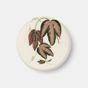 Tri-coloured Passion Vine (Passiflora Trifasciata) Magnet