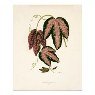 Tri-coloured Passion Vine (Passiflora Trifasciata) Photo Print