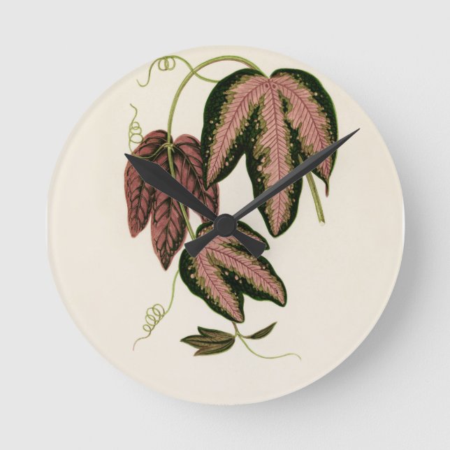 Tri-coloured Passion Vine (Passiflora Trifasciata) Round Clock (Front)