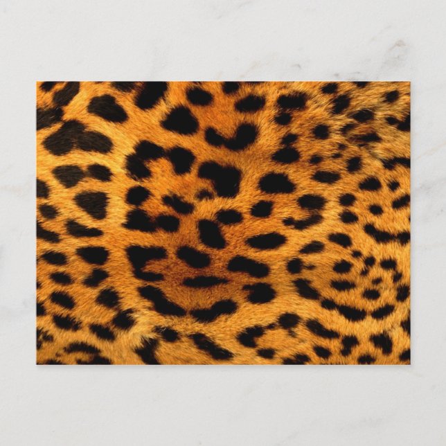 tribal fashionista safari animal leopard print postcard (Front)