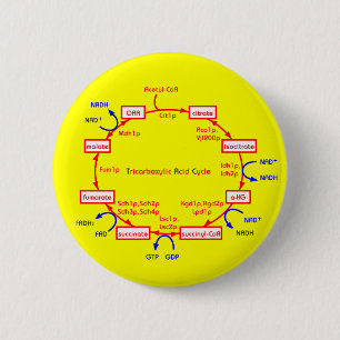 tricarboxylic acid cycle 6 cm round badge