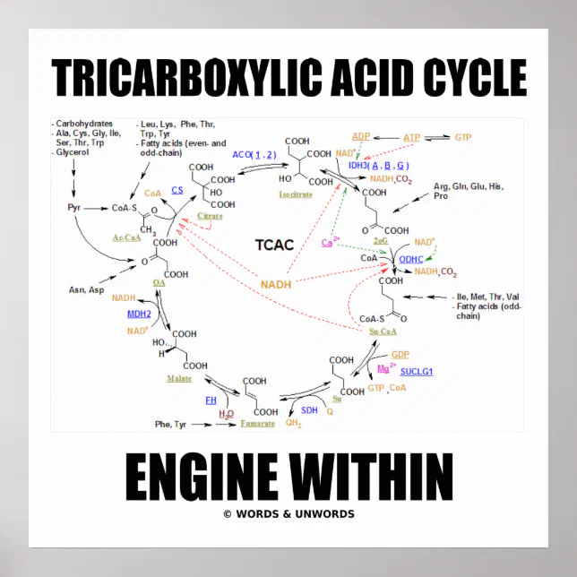 Tricarboxylic Acid Cycle Engine Within Krebs Cycle Poster | Zazzle