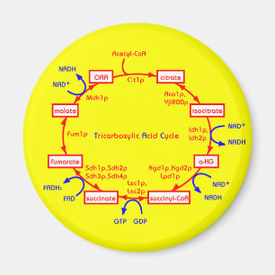 tricarboxylic acid cycle magnet