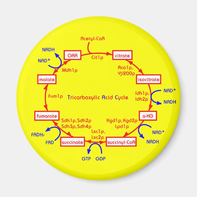 tricarboxylic acid cycle magnet (Front)