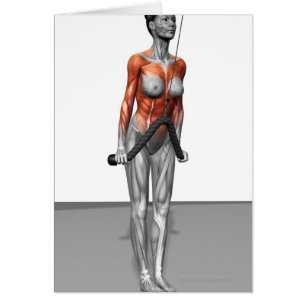 Triceps Push Downs