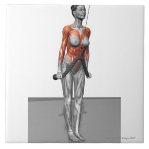 Triceps Push Downs Ceramic Tile