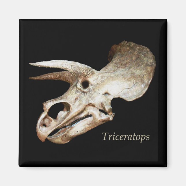 Triceratops Skull Magnet (Front)
