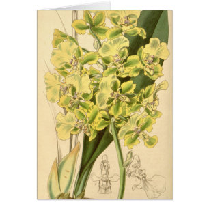 Trichocentrum bicallosum (as Oncidium bicallosum)