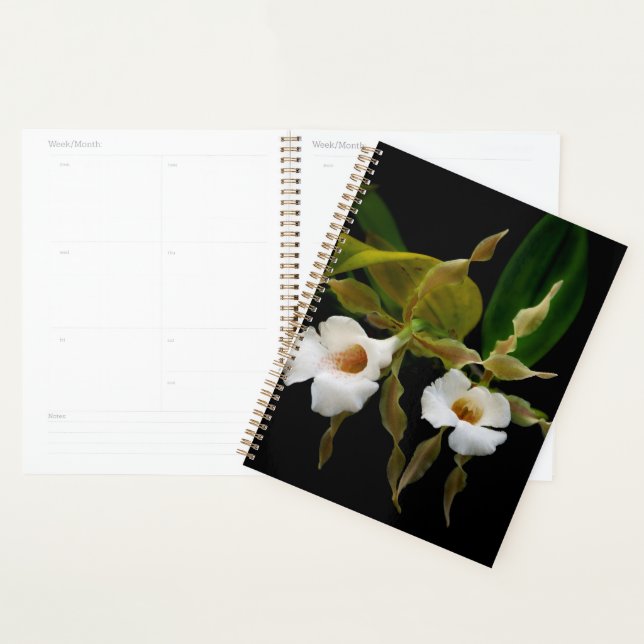 Trichopilia Tortilis Planner (Display)