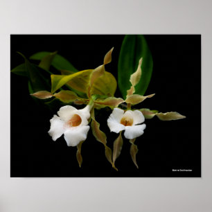 Trichopilia Tortilis Poster