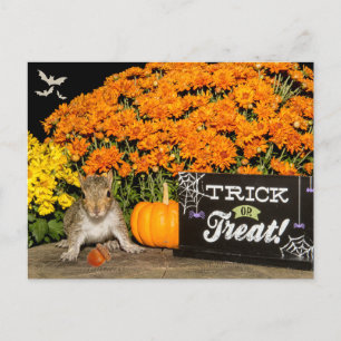 Trick or Treat Halloween Squirrel Holiday Postcard