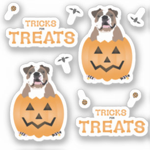 Tricks For Treats English Bulldog Orange