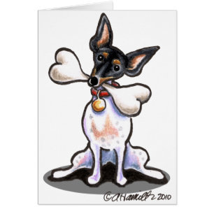 Tricolor Rat Terrier Big Bone