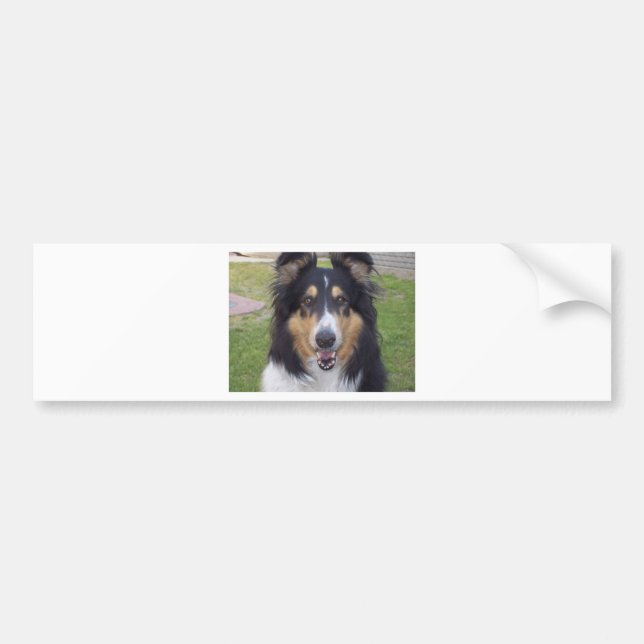 Tricolor rough collie bumper sticker (Front)