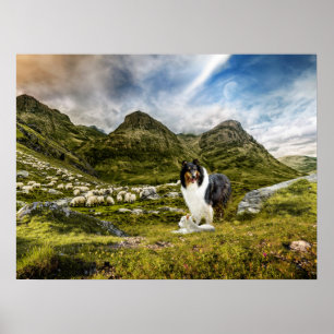 Tricolor Scotch Collie with Lamb herding Sheep - Poster