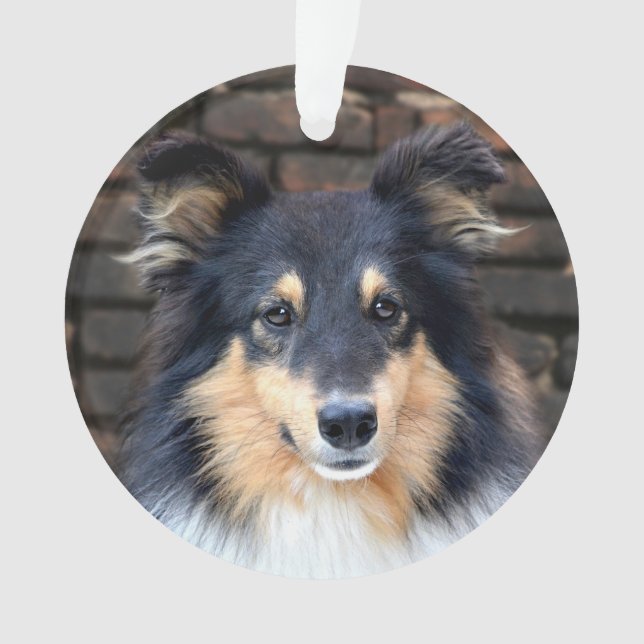 Tricolor Sheltie face Ornament (Front)