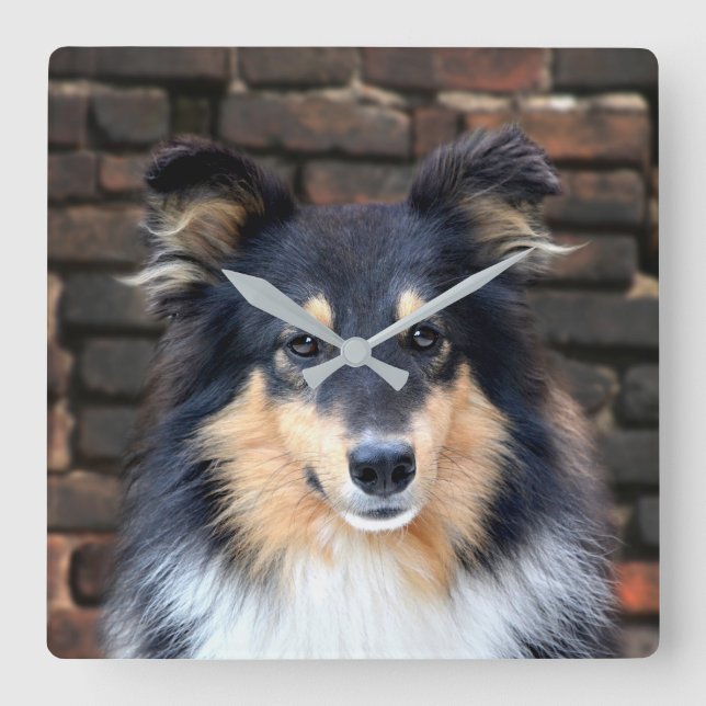 Tricolor Sheltie face Square Wall Clock (Front)