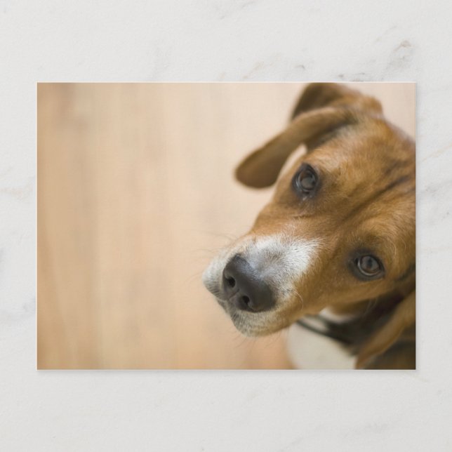 Tricolored Beagle Dog Background Postcard (Front)