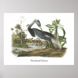 Tricolored Heron, John Audubon Poster