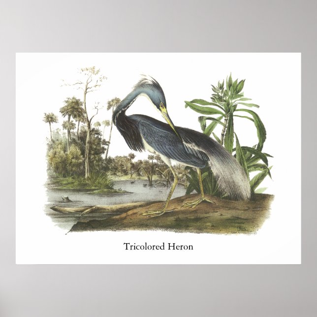 Tricolored Heron, John Audubon Poster (Front)