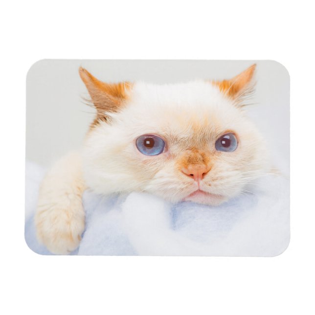 Trident the Cat Magnet 03 (Horizontal)