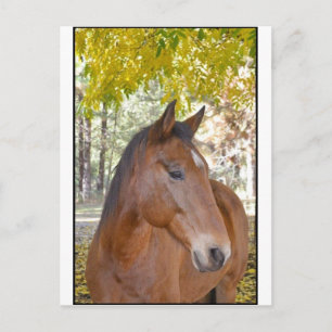 Trigger ~ The Incredible Rescue Horse Postcard