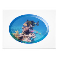 Triggerfish at coral reef - Photographic Design | 