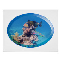 Triggerfish at coral reef - Photographic Design |