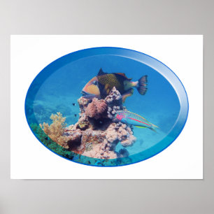 Triggerfish at coral reef - Photographic Design    Poster