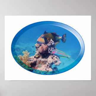 Triggerfish at coral reef - Photographic Design | Poster