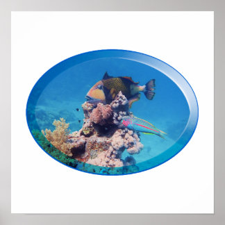 Triggerfish at coral reef - Photographic Design | Poster