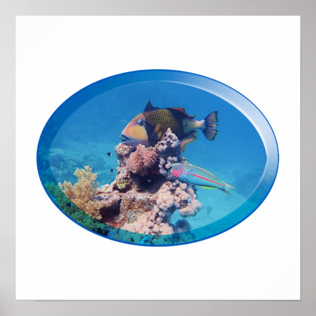 Triggerfish at coral reef - Photographic Design |  Poster (Front)