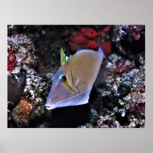 Triggerfish Poster