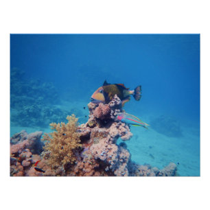 Triggerfish rests on a coral block at coral reef   poster